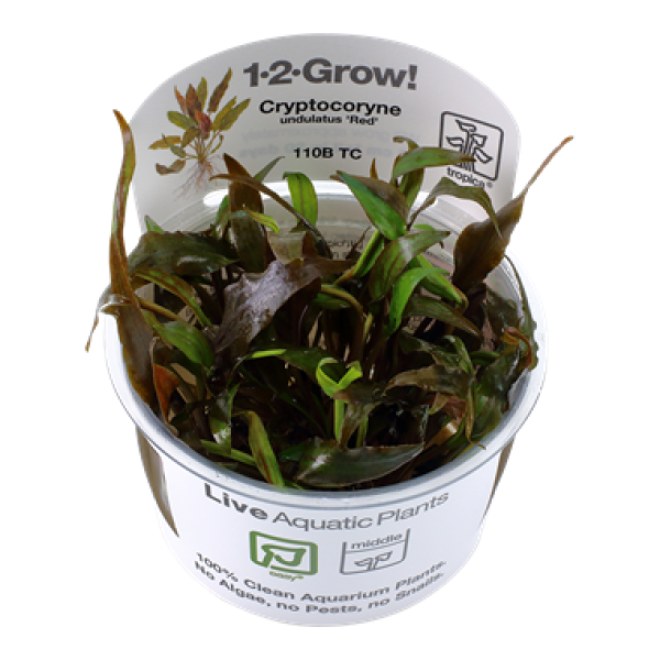Cryptocoryne undulatus 'Red'/ Gewellter Wasserkelch 1-2-Grow!